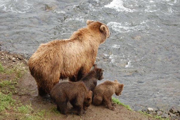 Bear Viewing - Katmai National Park